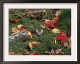 Stoat, Amongst Leaf Litter, USA Prints by Lynn M. Stone
