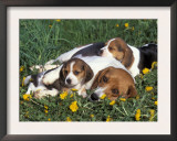 Beagle with Puppies in Grass Posters by Lynn M. Stone