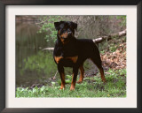 Rottweiler Dog in Woodland, USA Art by Lynn M. Stone