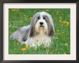 Bearded Collie Prints by  Steimer
