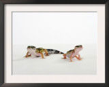 Pair of Leopard Geckos Prints by Petra Wegner