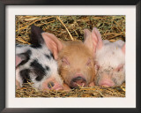 Piglets Sleeping, USA Prints by Lynn M. Stone