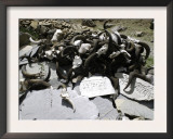 Yak Skulls, Tibet Print by Michael Brown