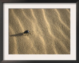 Beetle in Sand, Morocco Print by Michael Brown