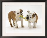 Two Bulldog Pups Carrying a Ragger Posters by Jane Burton