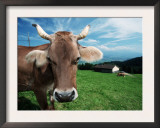 Domestic Cow on Alpine Pasture, Switzerland Posters by De Meester