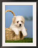 Coton De Tulear Puppy, 6 Weeks, in a Basket Prints by Petra Wegner