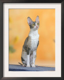 Cornish Rex Cat, Bicolor Blue-Tortie Posters by Petra Wegner
