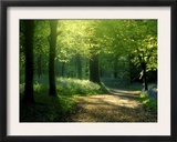 Track Leading Through Lanhydrock Beech Woodland with Bluebells in Spring, Cornwall, UK Poster by Ross Hoddinott