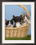 Domestic Cat, Three Kittens in a Basket Art by Petra Wegner