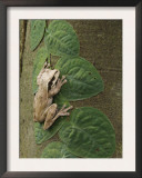 Masked Treefrog on Leaves of Climbing Plant, Carara Biological Reserve, Costa Rica Prints by Rolf Nussbaumer
