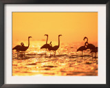 American Flamingos on Lake at Sunset, Yucatan, Mexico Prints by  Lucasseck