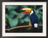 Toco Toucan in Tree, Igazu National Park, Brazil, Iguassu Poster by Staffan Widstrand
