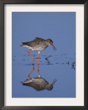 Common Redshank Adult Calling, Lake Neusiedl, Austria Prints by Rolf Nussbaumer