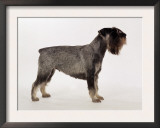 Side Profile of Schnauzer Poster by  Steimer