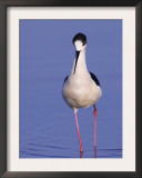 Black-Winged Stilt Adult Wading, Lake Neusiedl, Austria Posters by Rolf Nussbaumer