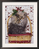 Persian Cat Brown Tabby Kitten in Basket, Texas, USA Poster by Rolf Nussbaumer