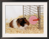 Guinea Pig Feeding at Mineral Stone Prints by  Steimer