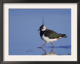 Northern Lapwing Adult Wading, National Park Lake Neusiedl, Austria Art by Rolf Nussbaumer