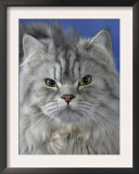 Head of Persian Cat Art by Petra Wegner