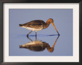 Black-Tailed Godwit Adult in Breeding Plumage, Feeding, Lake Neusiedl, Austria Poster by Rolf Nussbaumer
