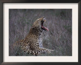 Male Leopard Yawning Kruger Np, South Africa Art by Tony Heald