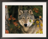 Grey Wolf Portrait, USA Prints by Lynn M. Stone