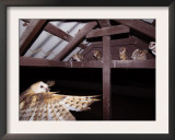 Barn Owl Adult Bringing Mouse Prey to Young in Nest, Rio Grande Valley, Texas, USA Posters by Rolf Nussbaumer