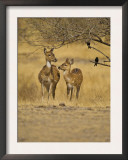 Chital Spotted Deer Mother and Young, Ranthambhore Np, Rajasthan, India Posters by T.j. Rich