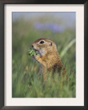 European Suslik Souslik Adult Feeding, National Park Lake Neusiedl, Austria Prints by Rolf Nussbaumer
