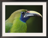 Emerald Toucanet Costa Rica Prints by Rolf Nussbaumer