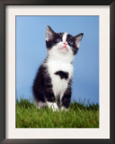 Domestic Kitten Sitting and Looking Up Posters by Petra Wegner