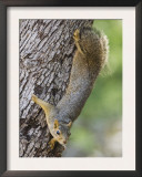 Eastern Fox Squirrel Hill Country, Texas, USA Prints by Rolf Nussbaumer