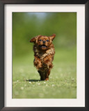 Cavalier King Charles Spaniel, Ruby, 10 Month, Running Fast in Garden Print by Petra Wegner