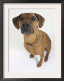 Domestic Dog, Rhodesian Ridgeback Looking Up Art by Petra Wegner
