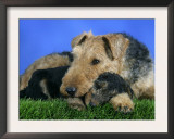 Domestic Dog, Welsh Terrier with Puppy, 7 Weeks Poster by Petra Wegner