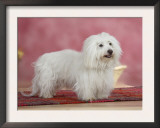 Coton De Tulear Dog Standing on Rug Prints by Petra Wegner