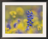 Texas Bluebonnet in Field of Wildflowers, Gonzales County, Texas Prints by Rolf Nussbaumer
