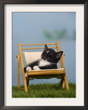 Domestic Cat, Kitten Sleeping on a Deckchair Posters by Petra Wegner