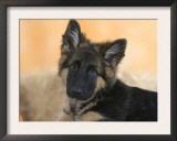 Domestic Dog, German Shepherd Alsatian Juvenile. 5 Months Old Prints by Petra Wegner