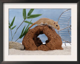 Gerbil at Play Prints by  Steimer