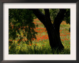 Common Poppies Flowering, Huesca Province, Aragon Region, Spain Posters by Inaki Relanzon
