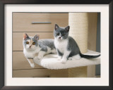 Two British Shorthair Kittens Posters by Petra Wegner