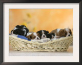 Domestic Dogs, Five Cavalier King Charles Spaniel Puppies, 7 Weeks Old, Sleeping in Basket Prints by Petra Wegner