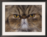 Persian Cat Brown Tabby Face Portrait, Texas, USA Prints by Rolf Nussbaumer