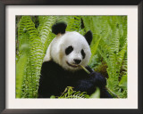 Giant Panda Feeding, Qionglai Mtns, Sichuan, China Prints by Lynn M. Stone