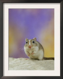 Gerbil Prints by  Steimer