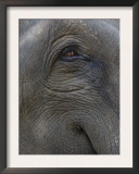 Indian Elephant Close Up of Eye, Controlled Conditions, Bandhavgarh Np, Madhya Pradesh, India Posters by T.j. Rich
