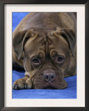 Head of Bordeaux Dog Posters by Petra Wegner