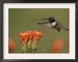 Black-Chinned Hummingbird Male in Flight Feeding on Claret Cup Cactus Hill Country, Texas, USA Prints by Rolf Nussbaumer